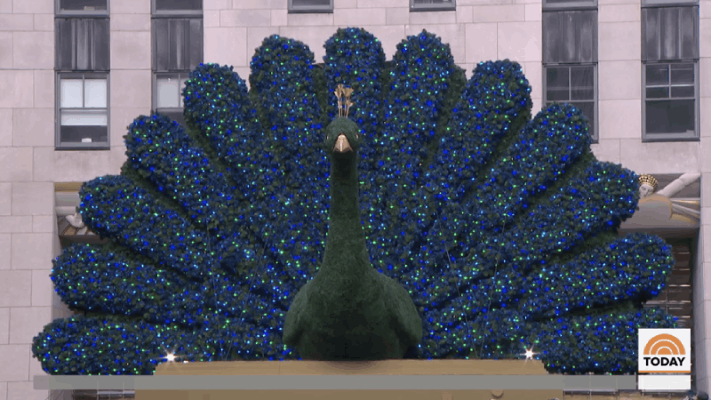 26 foot Peacock Lighted Topiary